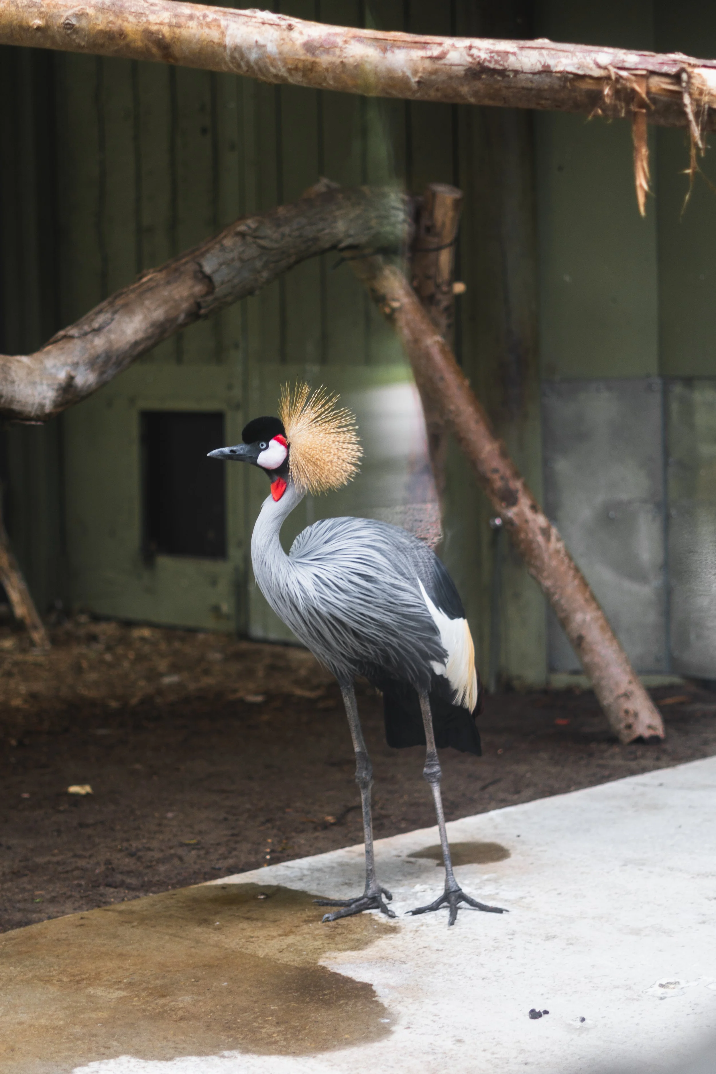 TORONTO ZOO — ACH Captures